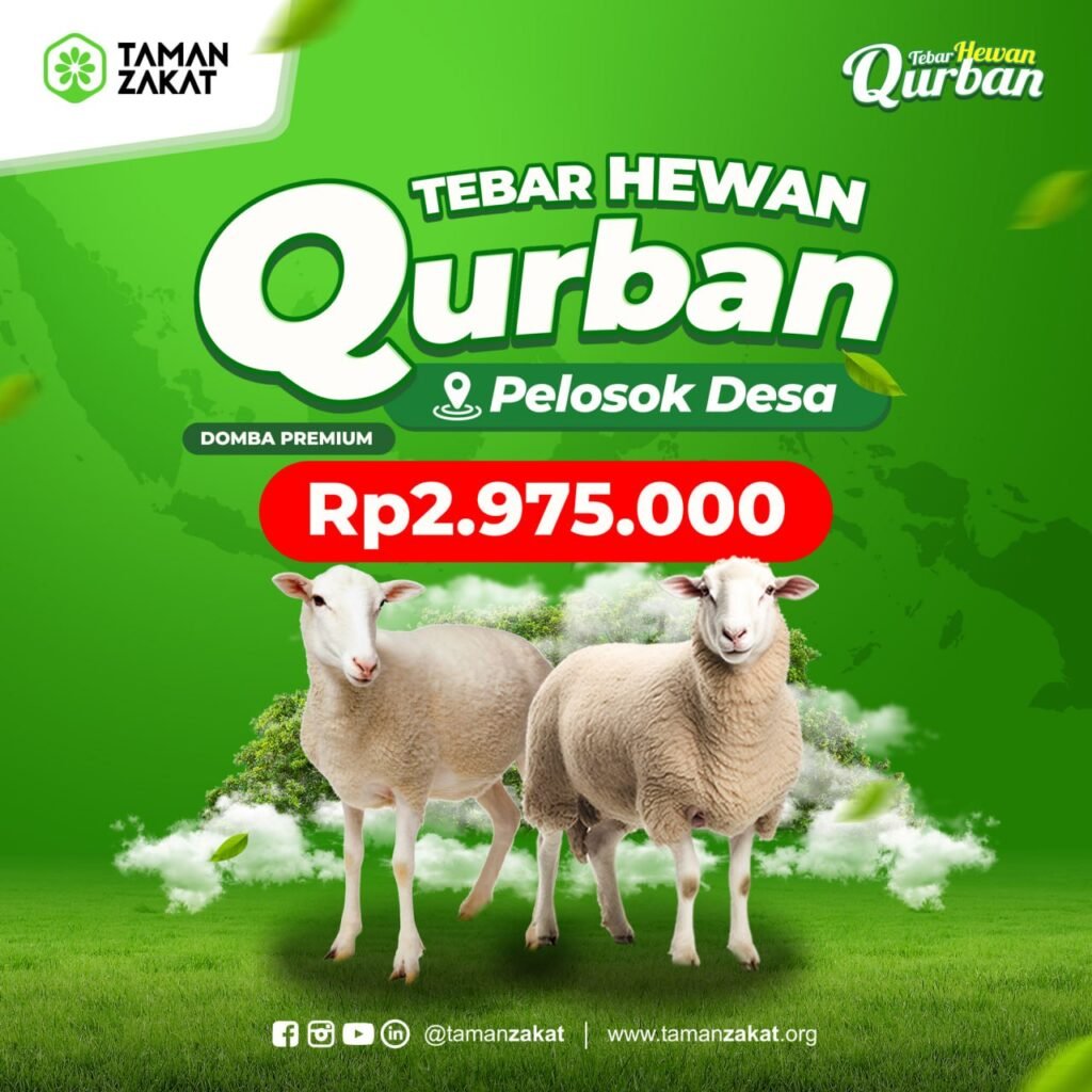 qurban domba premium